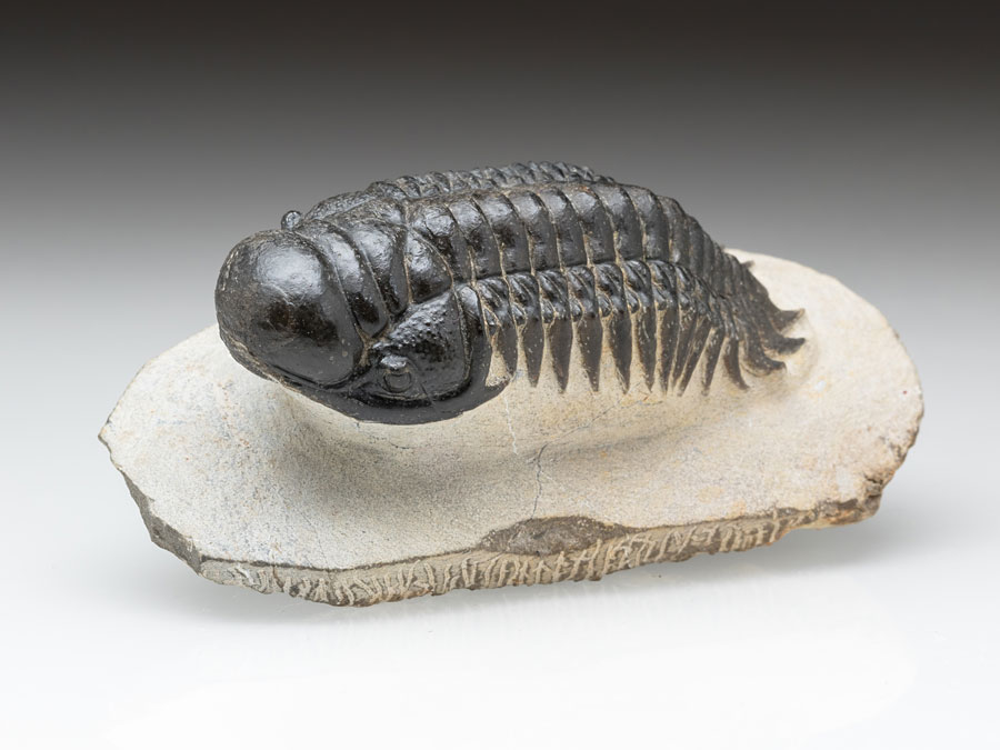 Trilobit: Crotalocephalina