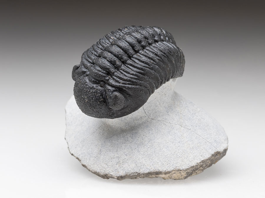 Trilobit: Austerops