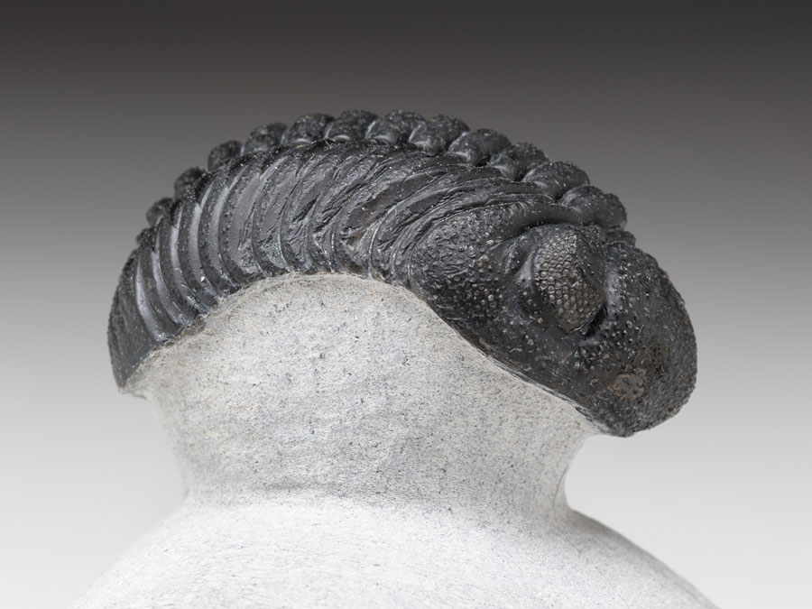 Trilobit: Austerops