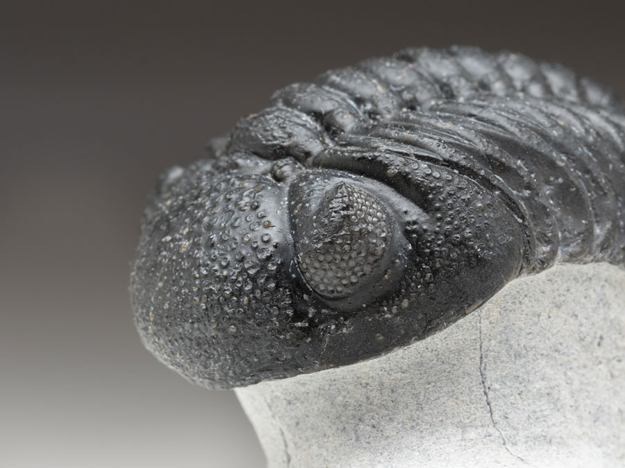 Trilobit: Austerops