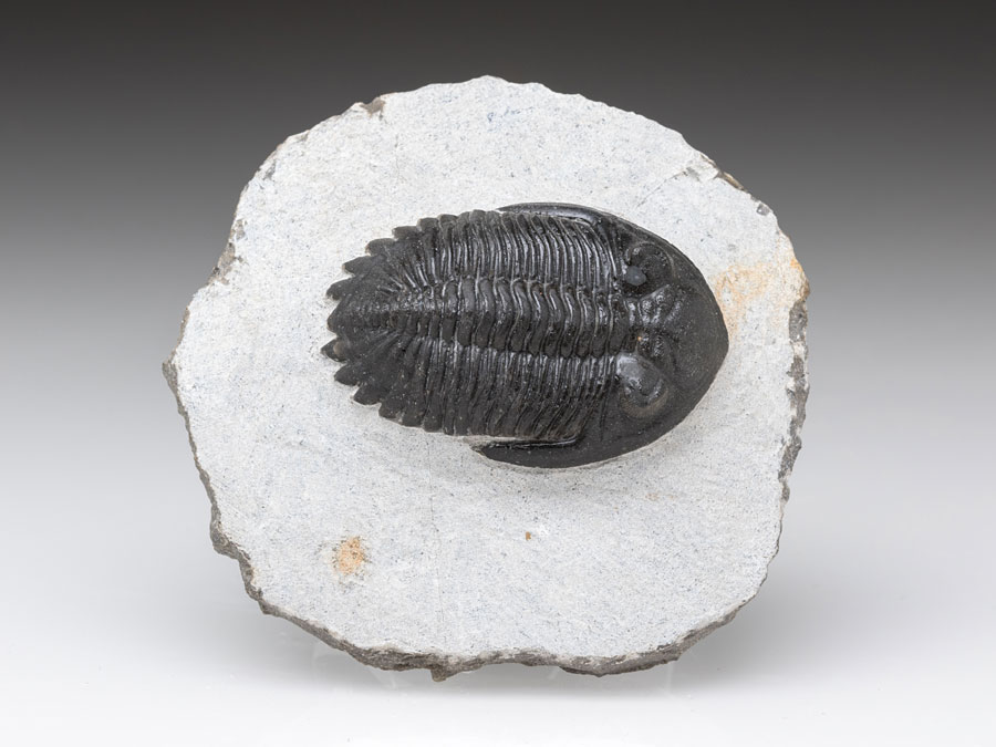 Trilobit: Hollardops