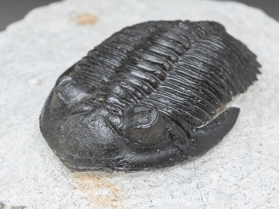 Trilobit: Hollardops