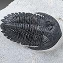 Trilobiten aus Marokko