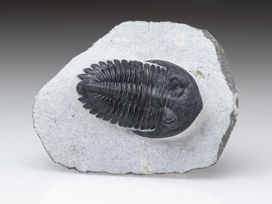 Trilobit: Hollardops