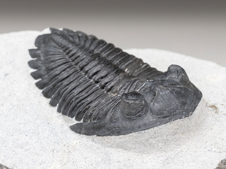 Trilobit: Hollardops