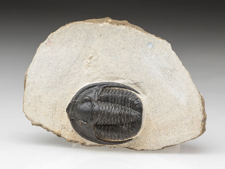 Trilobit: Diademaproetus