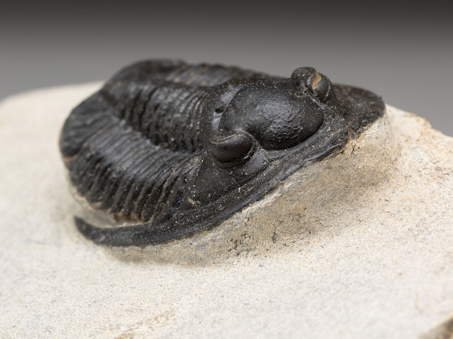 Trilobit: Diademaproetus