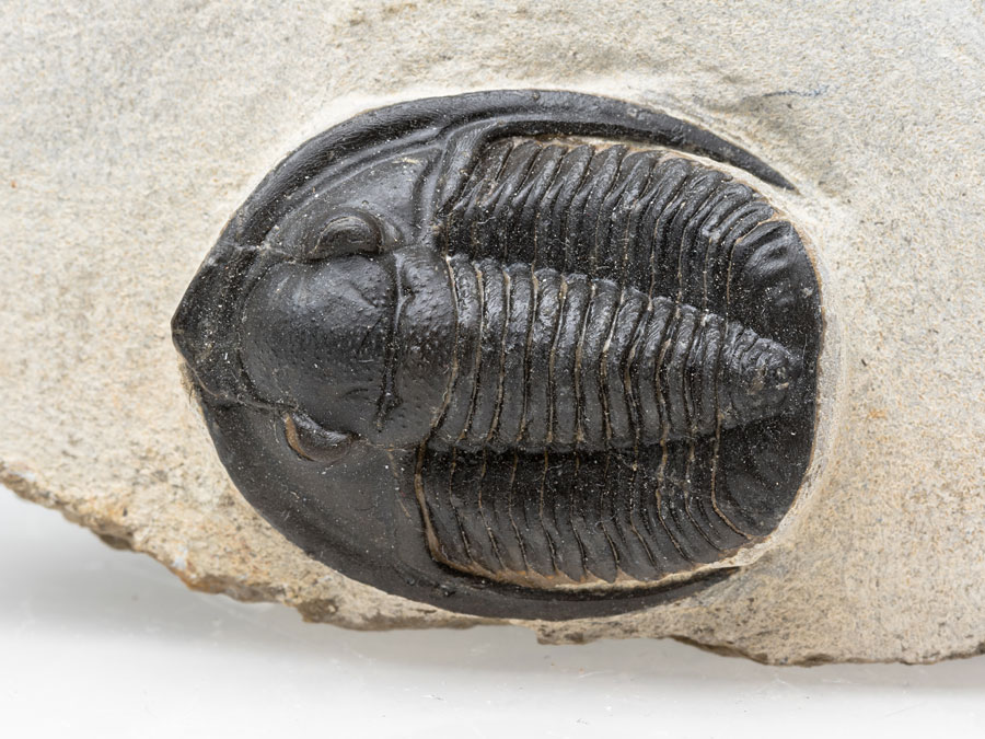 Trilobit: Diademaproetus