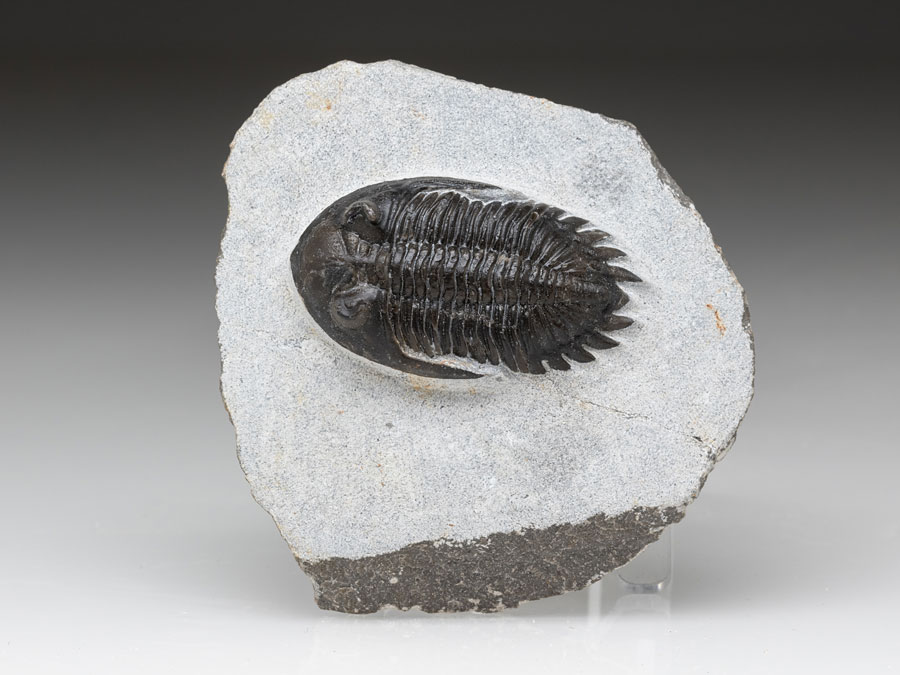 Trilobit: Hollardops