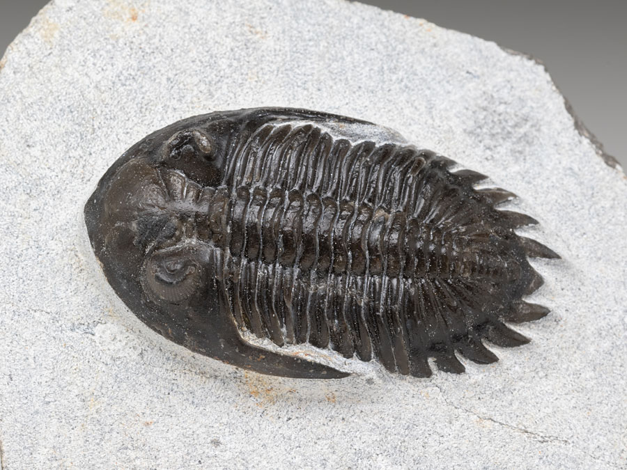 Trilobit: Hollardops