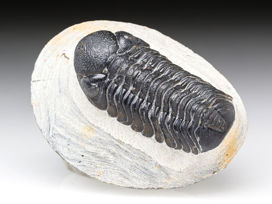 Barrandeops granulops