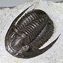 Trilobiten aus Marokko