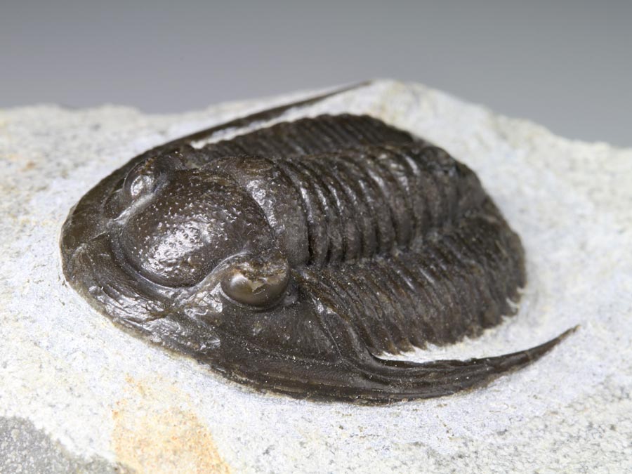 Cornuproetus cf. Infans (ALBERTI, 1969)