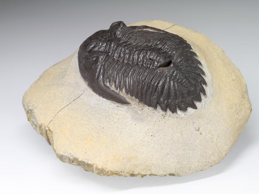 Hollardops mesocristata (LE MAITRE, 1952)