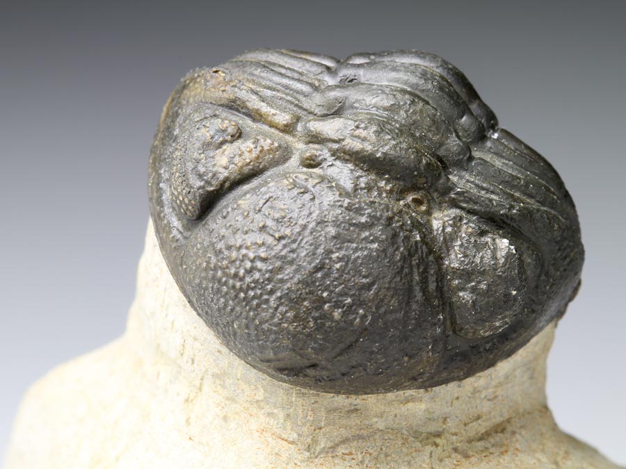 Barrandeops granulops (CHATTERTON et al., 2006)