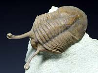 Trilobit aus Russland