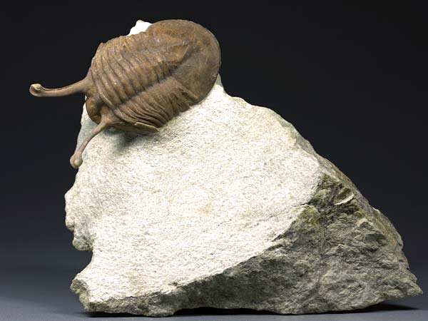 Trilobit aus Russland