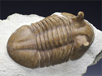 Trilobit aus Russland