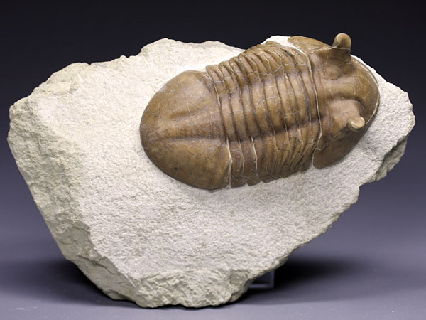 Trilobit aus Russland
