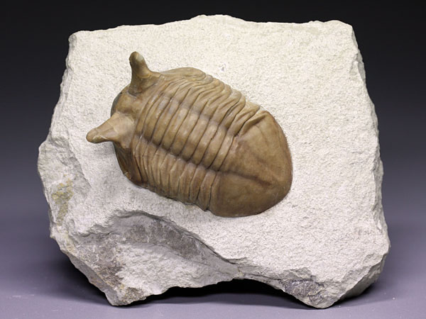 Trilobit aus Russland