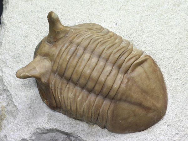 Trilobit aus Russland