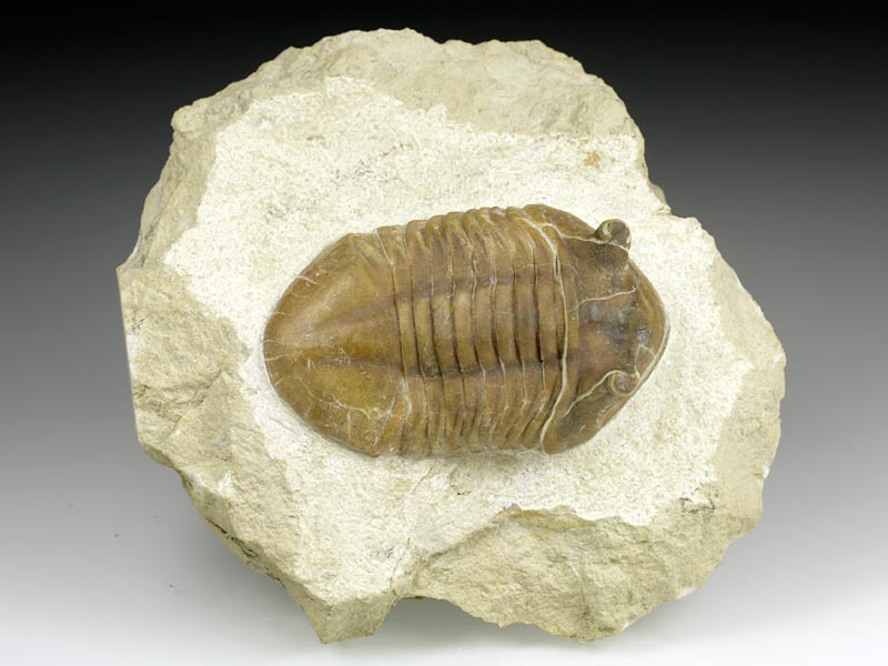 Trilobit aus Russland