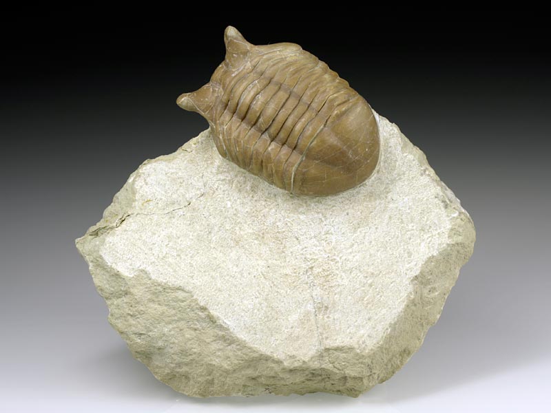 Trilobit aus Russland