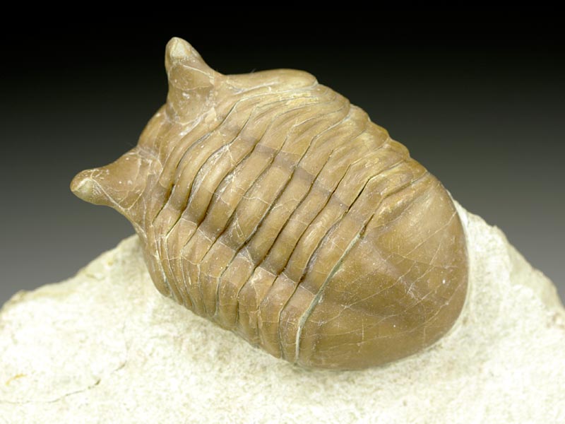 Trilobit aus Russland