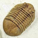 Trilobiten aus Russland