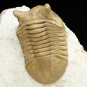 Trilobiten aus Russland