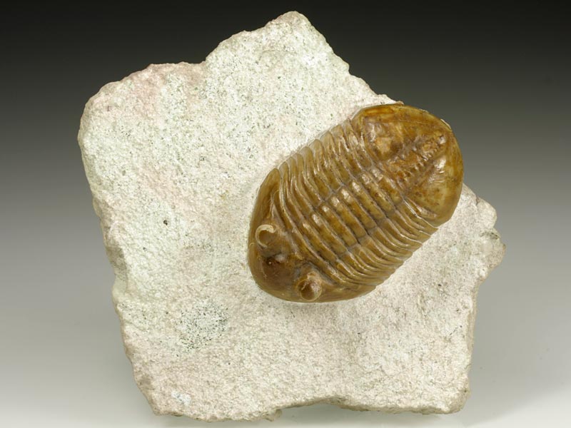 Trilobit aus Russland