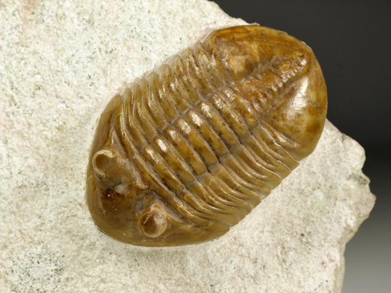 Trilobit aus Russland