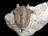 Trilobit aus Gotland, Schweden