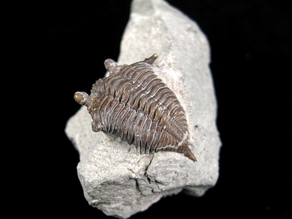 Trilobit aus Gotland