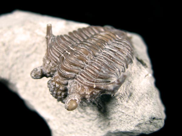 Trilobit aus Gotland