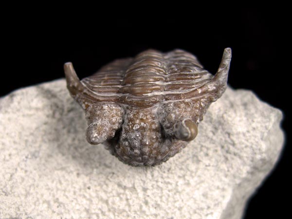 Trilobit aus Gotland