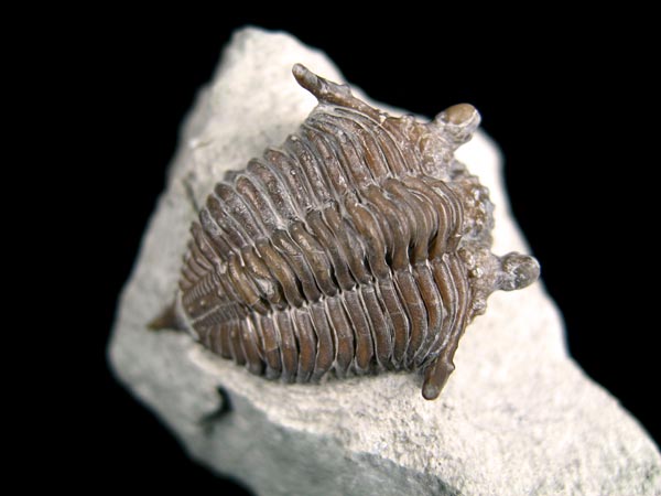 Trilobit aus Gotland