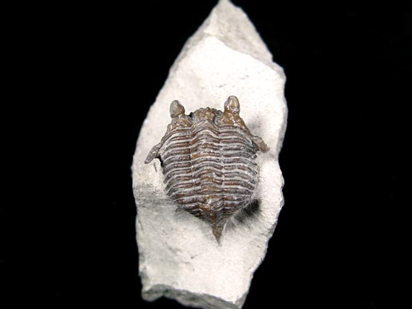 Trilobit aus Gotland