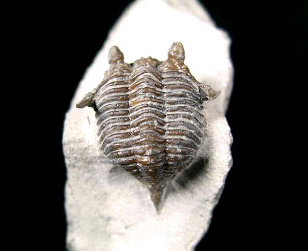 Trilobit aus Gotland