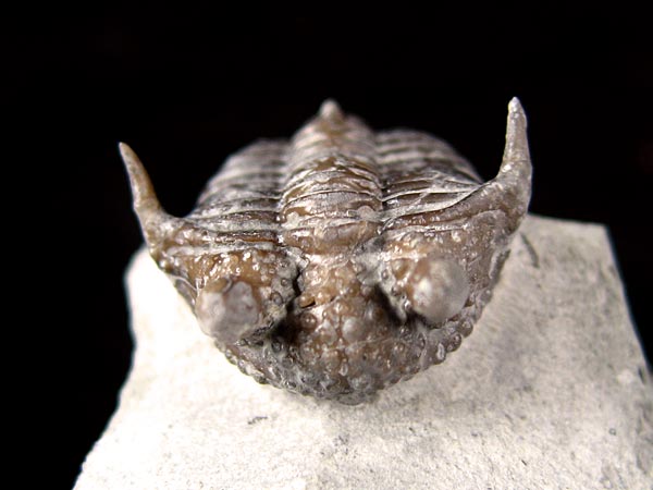 Trilobit aus Gotland