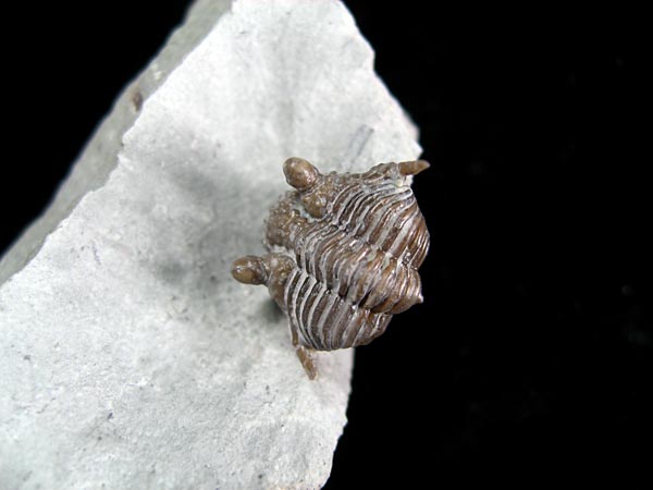 Trilobit aus Gotland