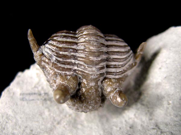 Trilobit aus Gotland