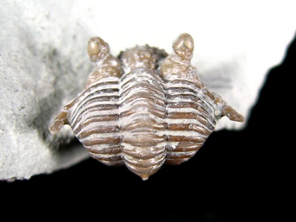 Trilobit aus Gotland