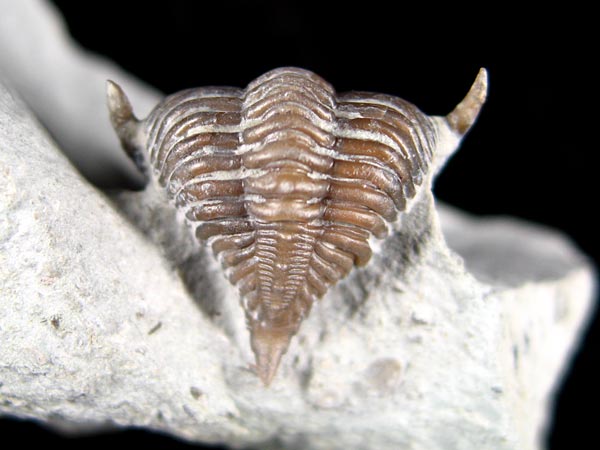 Trilobit aus Gotland