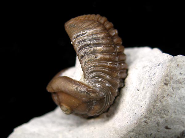 Trilobit aus Gotland