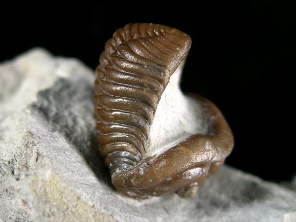 Trilobit aus Gotland