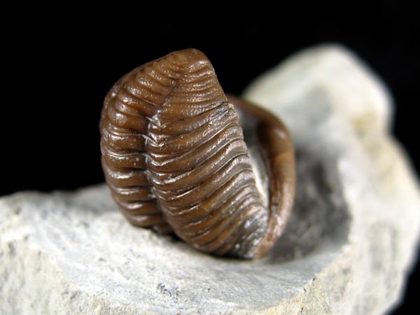 Trilobit aus Gotland