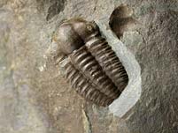 Trilobit aus Tschechien