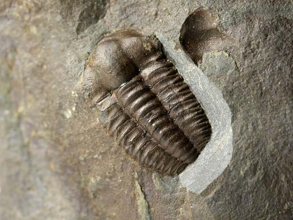 Trilobit, Ellipsocephalus hoffi