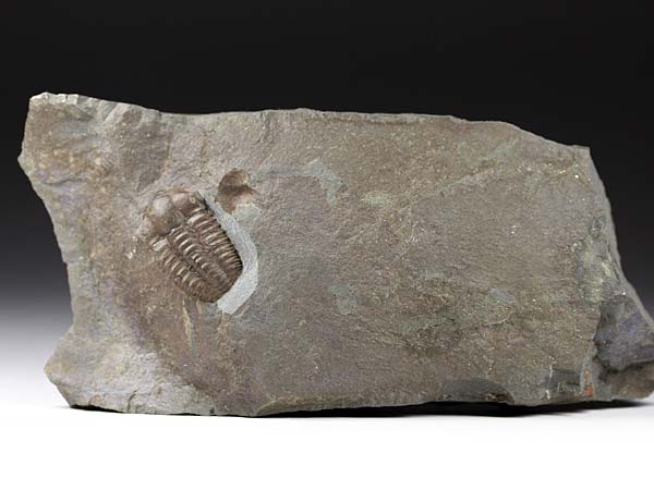 Trilobit, Ellipsocephalus hoffi